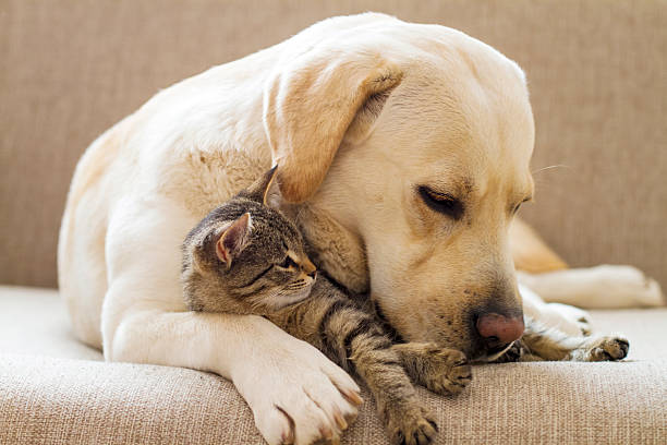 dog and cat ajanvaraus